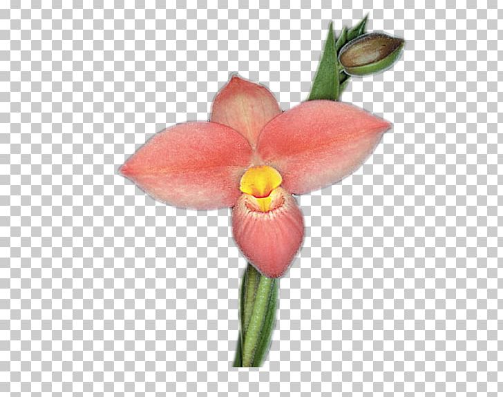 Moth Orchids Orchidea Plant Stem Cattleya Orchids Cut Flowers PNG, Clipart, Agave, Animation, Author, Cattleya Orchids, Flora Free PNG Download