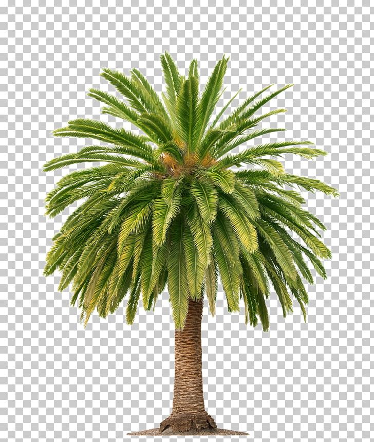 Palm Wine Arecaceae Palm Oil Tree PNG, Clipart, African Oil Palm, Arecales, Autumn Tree, Borassus Flabellifer, Christmas Tree Free PNG Download
