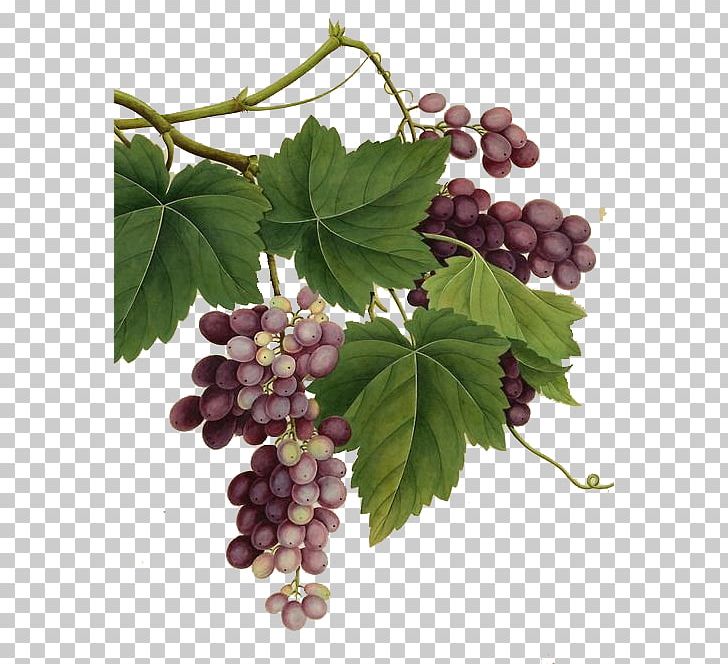 Red Wine Common Grape Vine Vintage PNG, Clipart, Ampelography, Botanical Illustration, Flowering Plant, Food, Fresh Free PNG Download