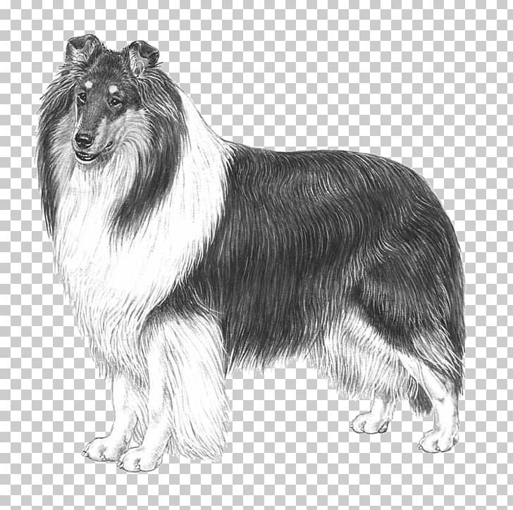 Rough Collie Scotch Collie Smooth Collie Breed Standard PNG, Clipart, Carnivoran, Collie, Dog Breed, Dog Breed Group, Dog Like Mammal Free PNG Download