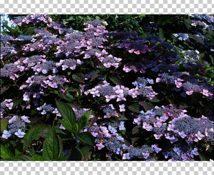 Tea Of Heaven French Hydrangea Shrub Species Tree PNG, Clipart, Annual Plant, Cornales, Cultivar, Flower, Flowering Plant Free PNG Download