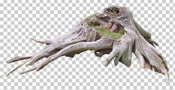 Tree Roots PNG, Clipart, Amazing, Art, Cut, Editing, Encapsulated Postscript Free PNG Download