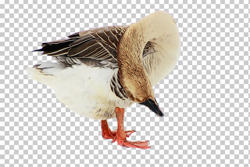 Feather PNG, Clipart, Animal, Beak, Bird, Duck, Ducks Geese And Swans Free PNG Download