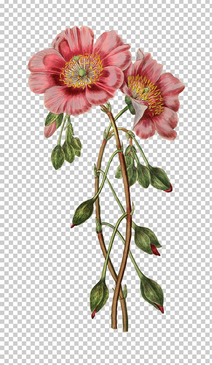 Botanical Illustration Flower Craft PNG, Clipart, Annual Plant, Art, Botanical Illustration, Botany, Chrysanths Free PNG Download