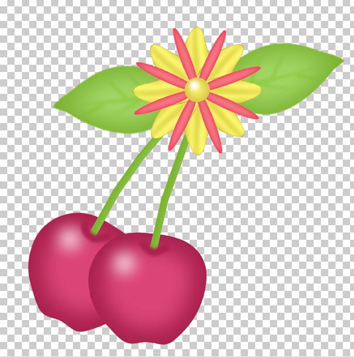 Cherry Pink Illustration PNG, Clipart, Cerasus, Cherry, Cherry Blossom, Cherry Blossoms, Designer Free PNG Download