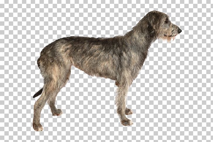 Irish Wolfhound Stock Photography Dog Breed Purebred Dog PNG, Clipart, American Staghound, Breed, Can Stock Photo, Carnivoran, Dog Free PNG Download