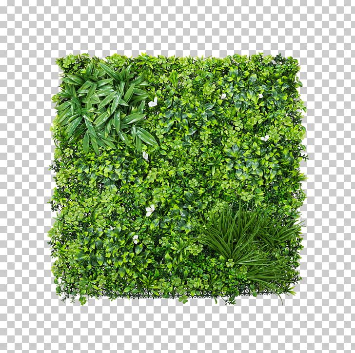 Parsley Shrub PNG, Clipart, Grass, Herb, Leaf Vegetable, Miscellaneous, Mix Free PNG Download
