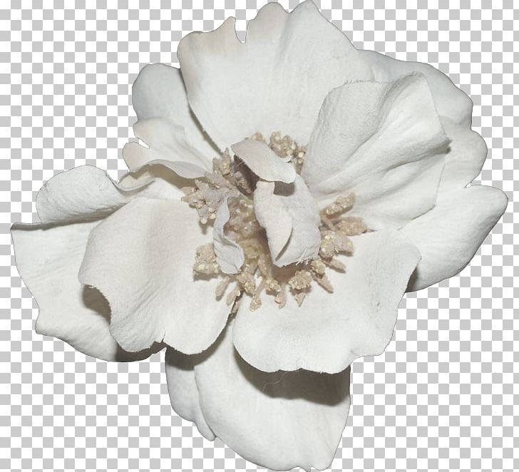 Shared Resource Sharing Directory Cut Flowers PNG, Clipart, Cape Jasmine, Cut Flowers, Directory, Flower, Flowering Plant Free PNG Download