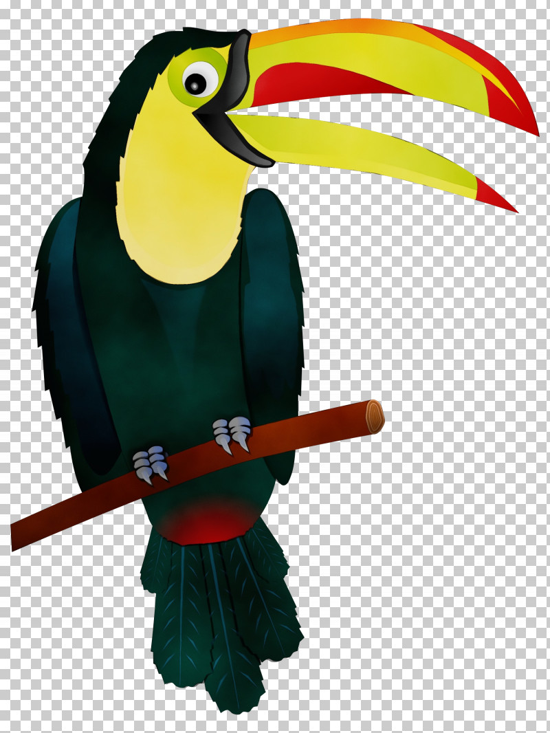 Toucans Piciformes Hornbill Beak Macaw PNG, Clipart, Beak, Biology, Hornbill, Macaw, Paint Free PNG Download