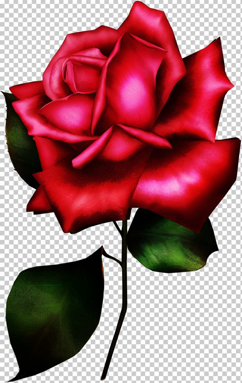 Garden Roses PNG, Clipart, Artificial Flower, China Rose, Floribunda, Flower, Garden Roses Free PNG Download