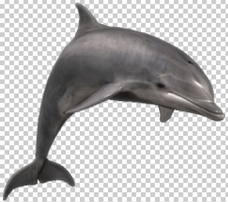 Bottlenose Dolphin Shark PNG, Clipart, Animal, Animals, Aquatic Mammal, Aurora, Bottlenose Dolphin Free PNG Download
