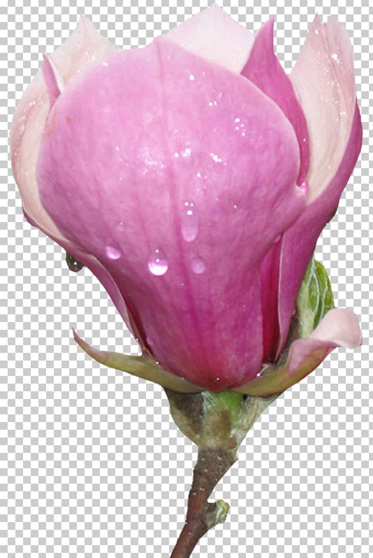 Garden Roses Flower PNG, Clipart, Blossom, Bud, Closeup, Cut Flowers, Flower Free PNG Download