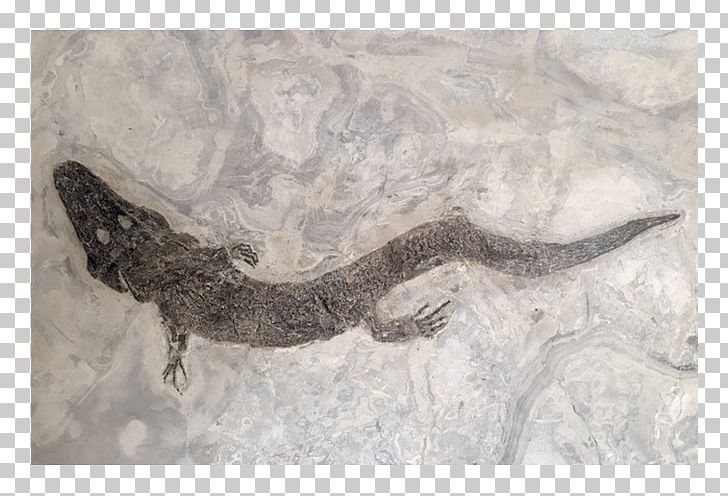 Reptile Fossil Bad Homburg Vor Der Höhe Amphibian Messel Pit PNG, Clipart, Amphibian, Animals, Bad Homburg Vor Der Hohe, Contract Of Sale, Exhibition Free PNG Download