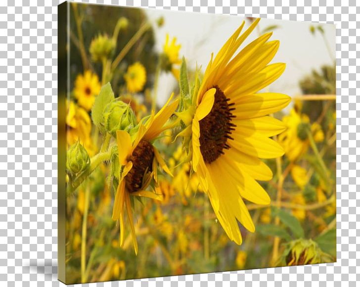 Sunflower M Wildflower PNG, Clipart, Daisy Family, Ec Lab Furnityre Top View, Flower, Flowering Plant, Membrane Winged Insect Free PNG Download