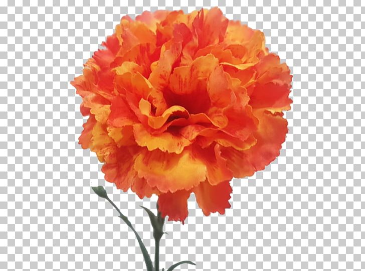 Carnation Floristry Cut Flowers Rose Family Peony PNG, Clipart, Carnation, Carnations, Cut Flowers, Dianthus, Floristry Free PNG Download