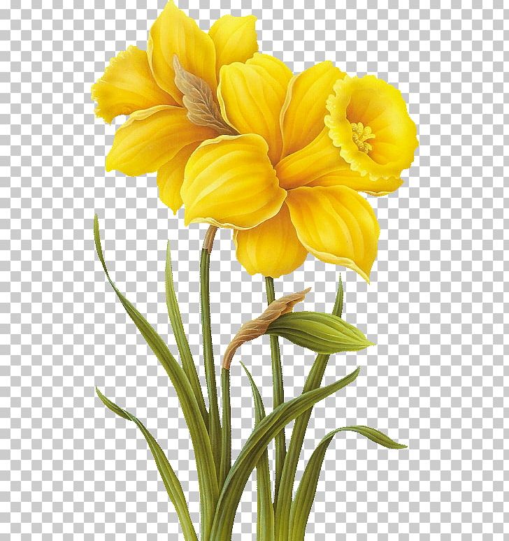 Daffodil Flower Botanical Illustration Watercolor Painting PNG, Clipart, Amaryllis Family, Botanical Illustration, Botany, Cut Flowers, Daffodil Free PNG Download