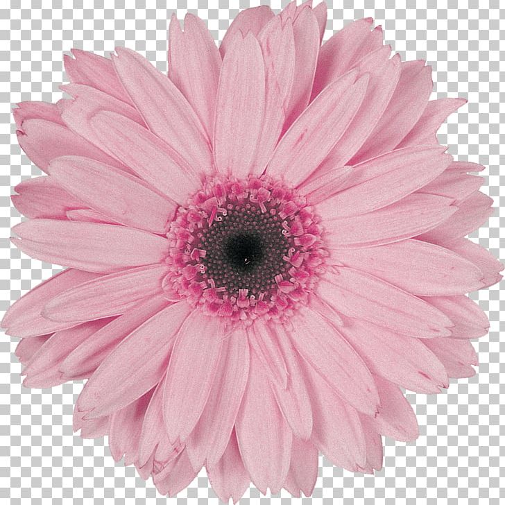 Flower Transvaal Daisy Pink Violet Garden Roses PNG, Clipart, Annual Plant, Aster, Chrysanthemum, Chrysanths, Color Free PNG Download