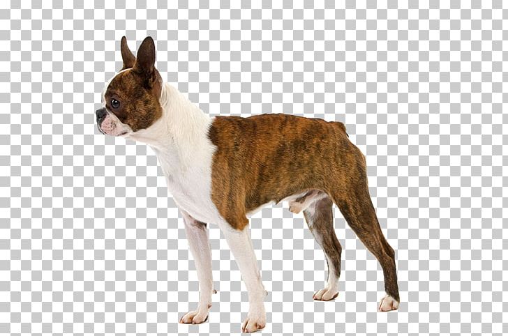 Boston Terrier Puppy Raincoat Pet Dog Breed PNG, Clipart, Animals, Armilla Reflectora, Boston Terrier, Carnivoran, Coat Free PNG Download
