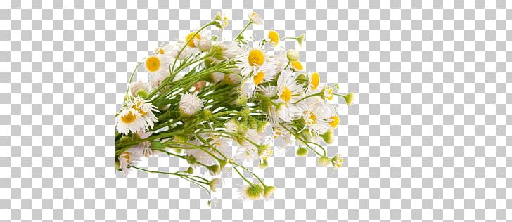 Common Daisy Flower Bouquet PNG, Clipart, Aster, Bouquet, Chamaemelum Nobile, Common Daisy, Flower Free PNG Download