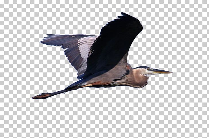 Great Blue Heron Grey Heron Bird Cormorant Illustration PNG, Clipart, Animal, Ardea, Asuka, Beak, Bird Free PNG Download