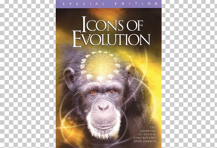 Icons Of Evolution Common Chimpanzee Darwinism DVD PNG, Clipart, Biology, Charles Darwin, Common Chimpanzee, Darwinism, Dvd Free PNG Download