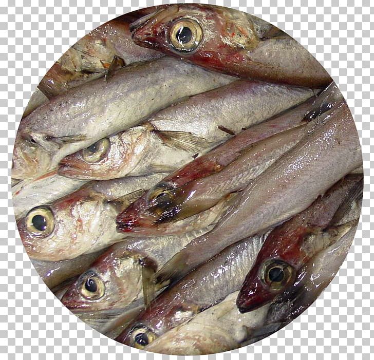 Kipper Blue Whiting Fish Products Oily Fish PNG, Clipart, Anchovy, Anchovy Food, Animals, Animal Source Foods, Capelin Free PNG Download