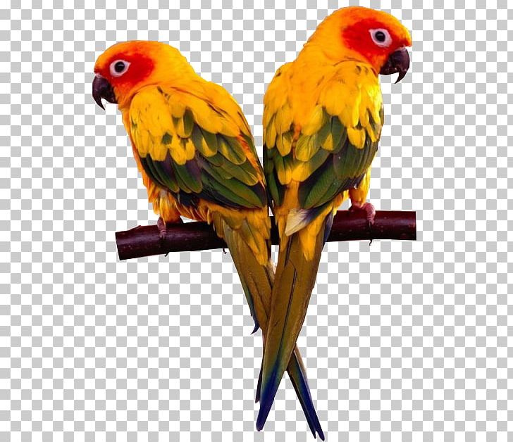 Lovebird Finch Cockatiel Cockatoo PNG, Clipart, Beak, Bird, Birdcage, Cockatiel, Cockatoo Free PNG Download