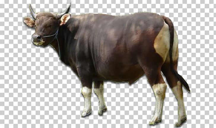 Taurine Cattle Angus Cattle Livestock Apache HTTP Server PNG, Clipart, Advanced Systems Format, Angus Cattle, Apache Http Server, Bali, Bull Free PNG Download