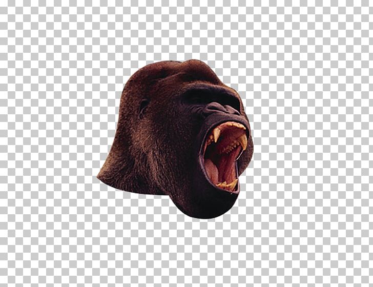 Western Gorilla Chimpanzee Orangutan Gorilla Suit PNG, Clipart, Animal, Animals, Ape, Biological, Chimpanzee Free PNG Download