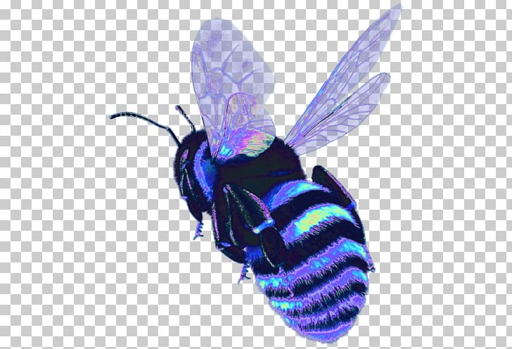 Western Honey Bee Insect Characteristics Of Common Wasps And Bees PNG, Clipart,  Free PNG Download