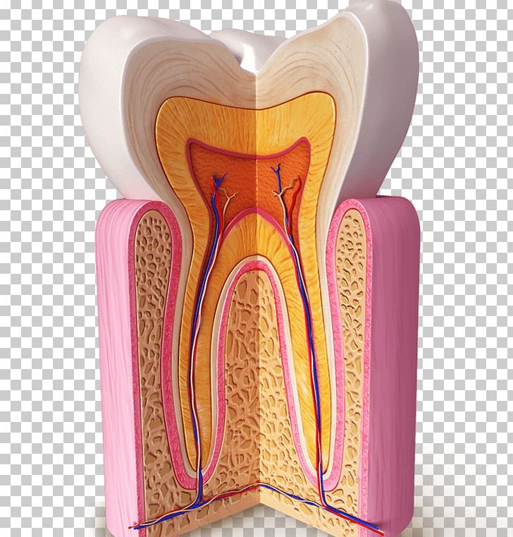 Human Tooth Dental Anatomy Homo Sapiens Dentin PNG, Clipart, Anatomy, Bucko, Cementum, Dental Anatomy, Dentin Free PNG Download