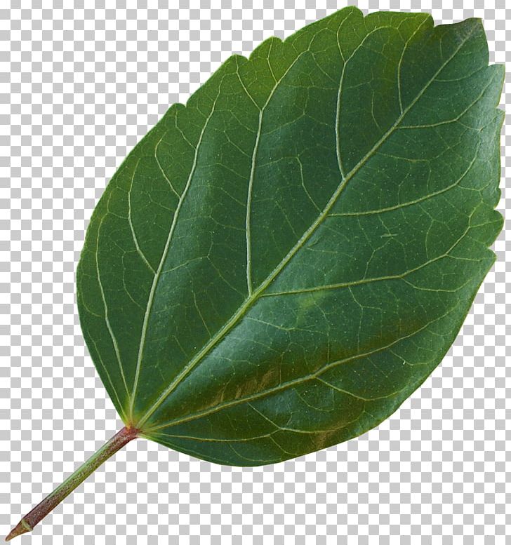 Leaf PNG, Clipart, Leaf, Plant Free PNG Download