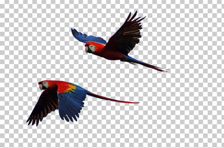 Parrot Bird Scarlet Macaw Budgerigar PNG, Clipart, Animals, Beak, Bird, Blueandyellow Macaw, Budgerigar Free PNG Download