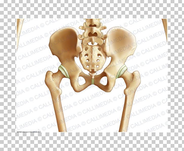 Pelvis Hip Bone Human Body PNG, Clipart, Anatomy, Bone, Buttocks, Coronal Plane, Head And Neck Anatomy Free PNG Download