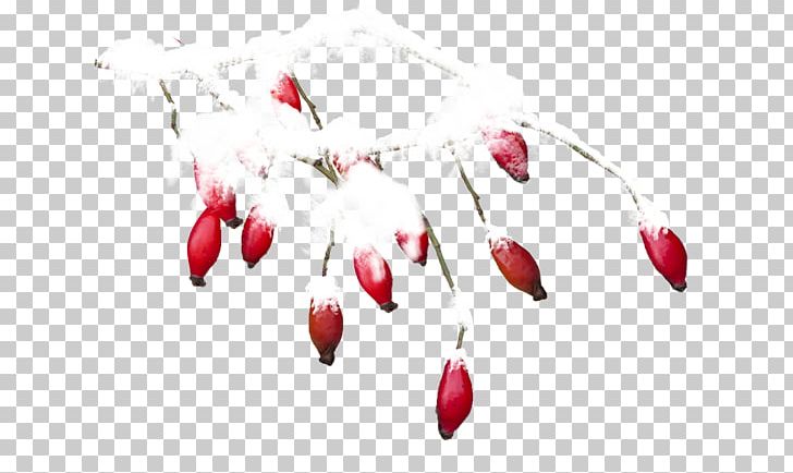 Petal Encapsulated PostScript PNG, Clipart, Branch, Cari, Download, Encapsulated Postscript, Flower Free PNG Download