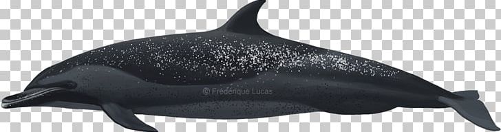 Common Bottlenose Dolphin Rough-toothed Dolphin Tucuxi Pantropical Spotted Dolphin PNG, Clipart, Animal, Animal Figure, Animals, Art, Art Free PNG Download