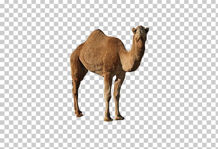 Dromedary Bactrian Camel PNG, Clipart, Animals, Arabian Camel, Camel, Cartoon Camel, Encapsulated Postscript Free PNG Download