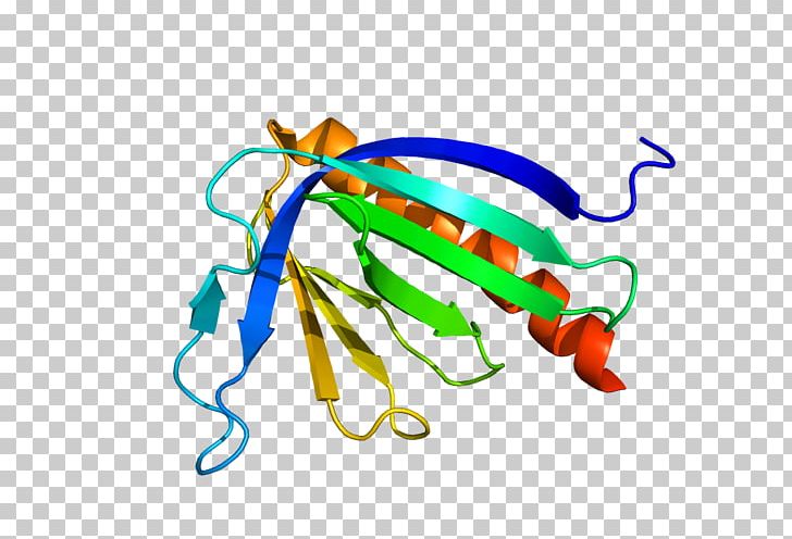 HOMER3 HOMER1 Scaffold Protein Gene PNG, Clipart, Body Jewellery, Body Jewelry, Chromosome, Cytosol, English Free PNG Download