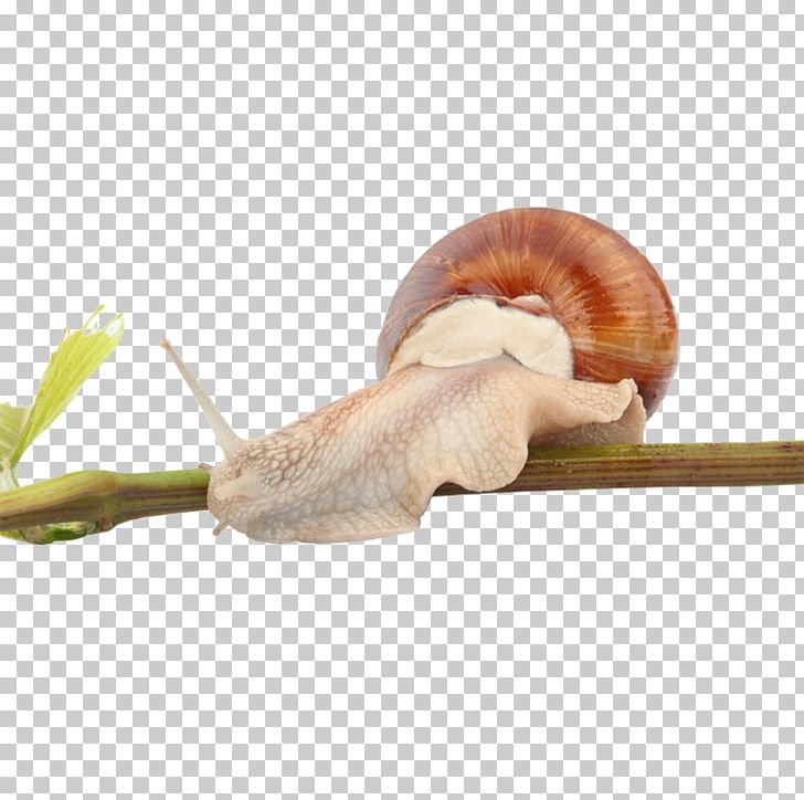 Snail Orthogastropoda Caracol Euclidean PNG, Clipart, Animals, Caracol, Creative, Euclidean Vector, Gastropods Free PNG Download