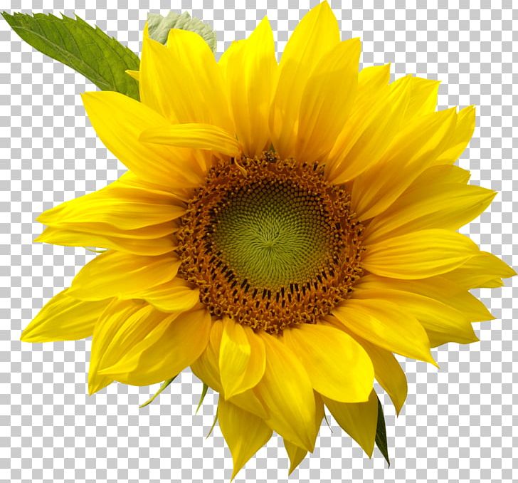 Drawing PNG, Clipart, Annual Plant, Art, Common Sunflower, Daisy Family, Download Free PNG Download