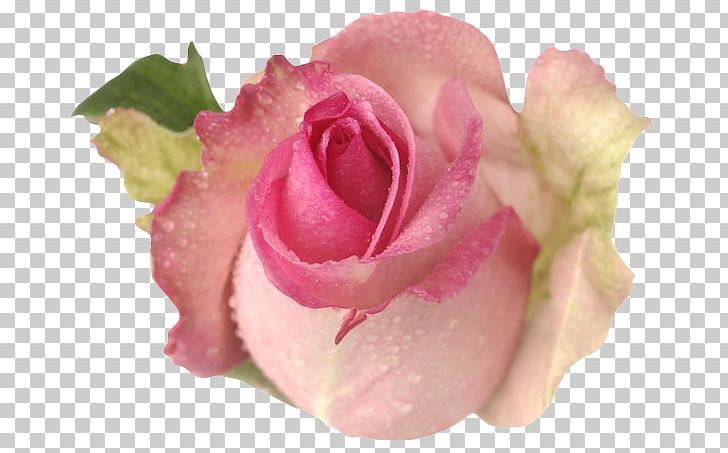 Garden Roses Cabbage Rose Floribunda Cut Flowers Petal PNG, Clipart, Child, China Rose, Closeup, Closeup, Craft Free PNG Download