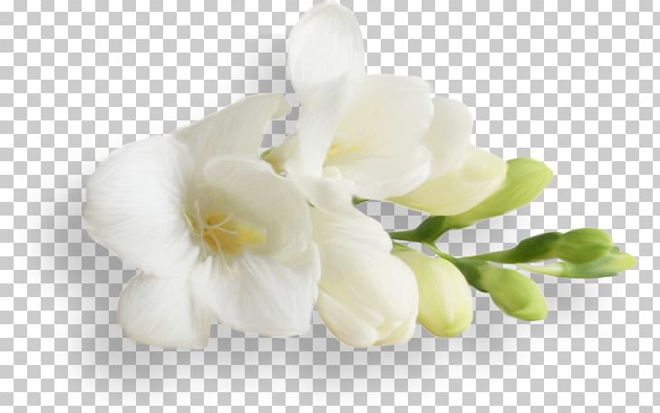 Moth Orchids PNG, Clipart, Flower, Flowering Plant, Flowers, Jasmine, Letter O Free PNG Download