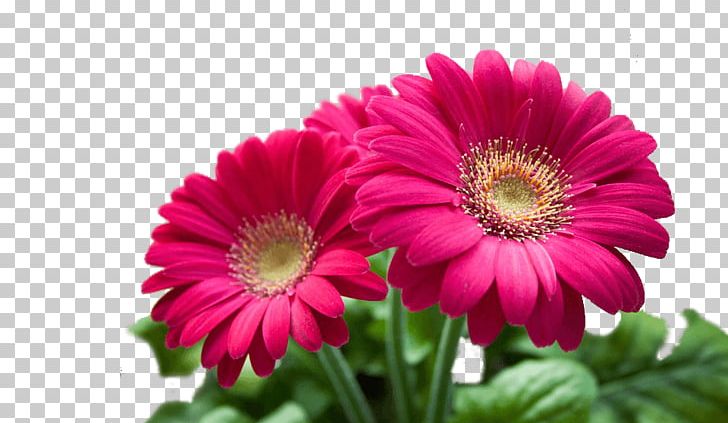 Woman Stock Photography Transvaal Daisy PNG, Clipart, Annual Plant, Aster, Canva, Child, Chrysanths Free PNG Download