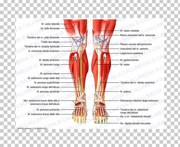 Muscle Diagram Leg ~ DIAGRAM