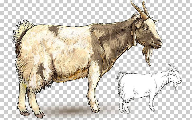 Goat Sheep PNG, Clipart, Animal, Animals, Cartoon, Cattle Like Mammal, Cow Goat Family Free PNG Download