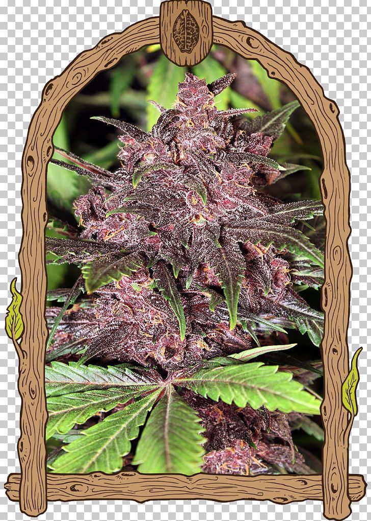 Haze Autoflowering Cannabis Skunk Seed PNG, Clipart, Autoflowering Cannabis, Black, Black Haze, Breed, Cannabis Free PNG Download