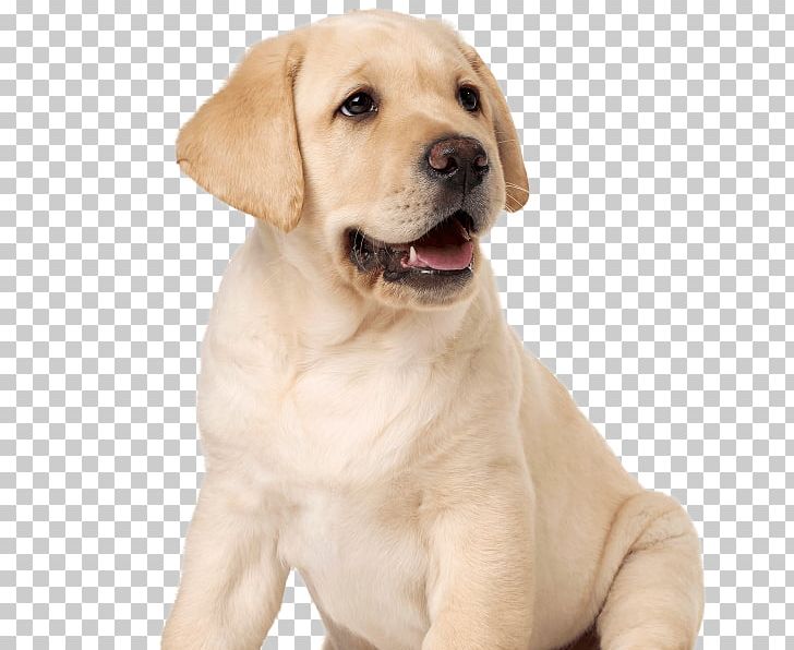Labrador Retriever Puppy Dog Breed Companion Dog Guide Dog PNG, Clipart, Animals, Blindness, Breed, Carnivoran, Companion Dog Free PNG Download