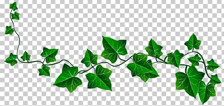 Vine Ivy Drawing PNG, Clipart, Branch, Byte, Clipart, Clip Art, Decoration Free PNG Download