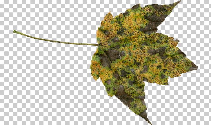Autumn Leaf Color Autumn Leaf Color PNG, Clipart, Autumn, Autumn Leaf Color, Autumn Tide Ride, Desktop Wallpaper, Image Resolution Free PNG Download