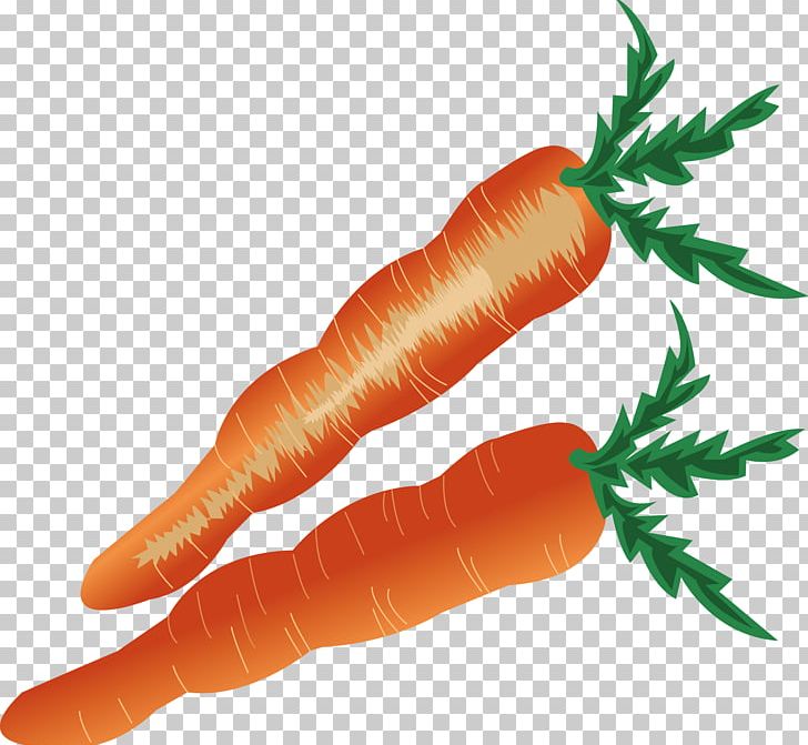 Baby Carrot PNG, Clipart, Artworks, Baby Carrot, Bunch Of Carrots, Carrot, Carrot Juice Free PNG Download